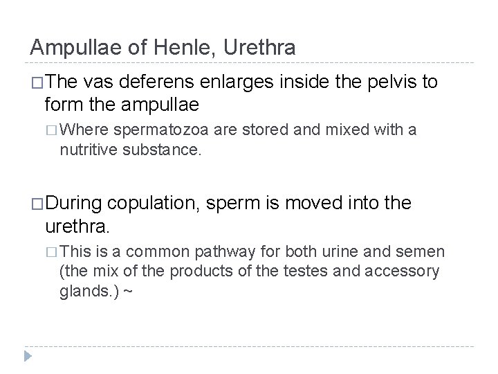 Ampullae of Henle, Urethra �The vas deferens enlarges inside the pelvis to form the