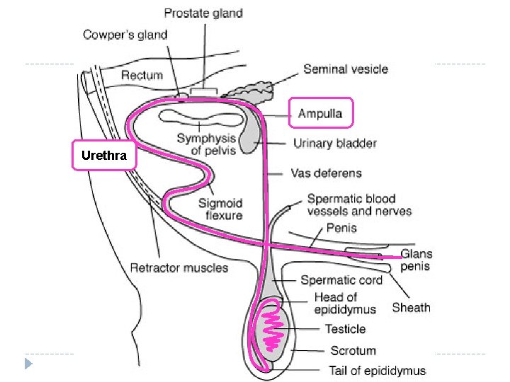 Urethra Urethra