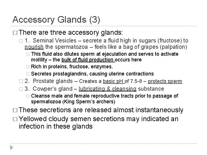 Accessory Glands (3) � There � are three accessory glands: 1. Seminal Vesicles –