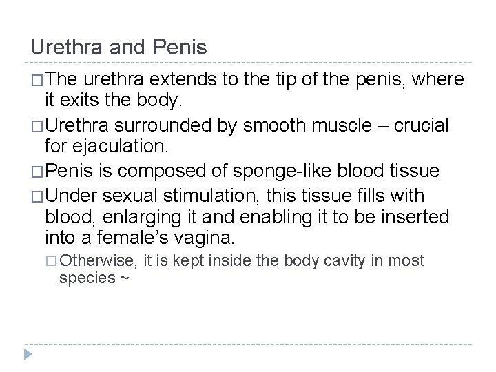 Urethra and Penis �The urethra extends to the tip of the penis, where it Urethra and Penis �The urethra extends to the tip of the penis, where it