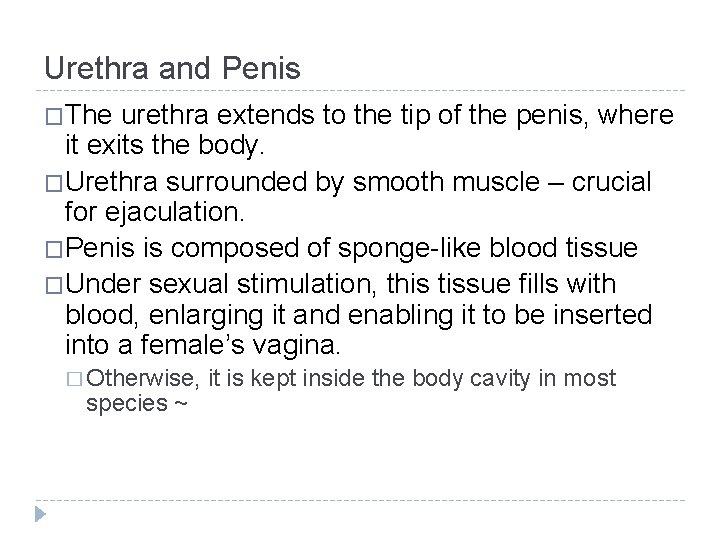 Urethra and Penis �The urethra extends to the tip of the penis, where it