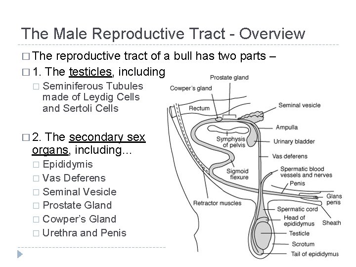 The Male Reproductive Tract - Overview � The reproductive tract of a bull has