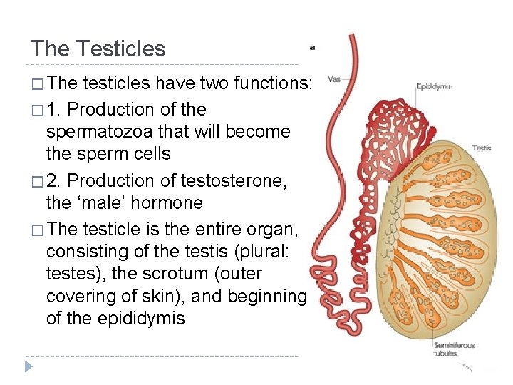 The Testicles � The testicles have two functions: � 1. Production of the spermatozoa