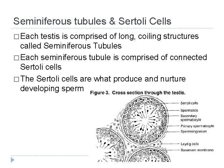 Seminiferous tubules & Sertoli Cells � Each testis is comprised of long, coiling structures