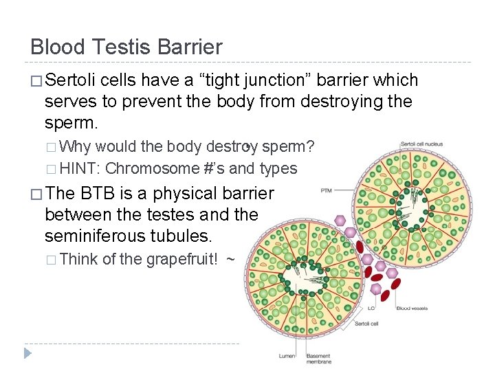 Blood Testis Barrier � Sertoli cells have a “tight junction” barrier which serves to