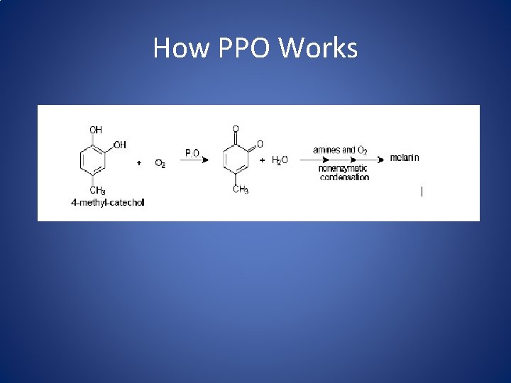 How PPO Works 