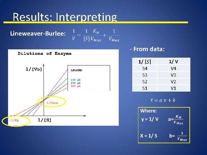 Results: Interpreting Lineweaver-Burlee: - From data: 1/ V V 4 V 3 V 2