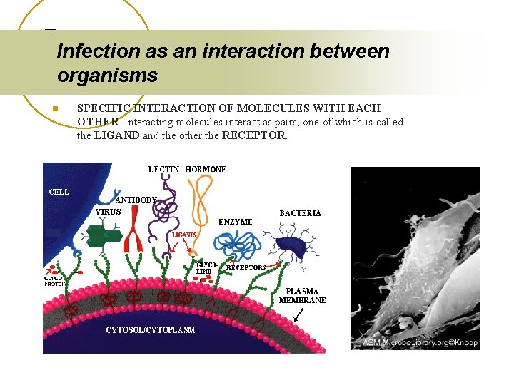 Infection as an interaction between organisms n SPECIFIC INTERACTION OF MOLECULES WITH EACH OTHER.