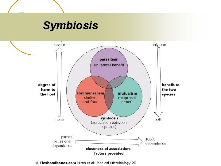 Symbiosis 