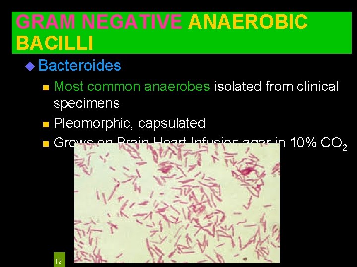 GRAM NEGATIVE ANAEROBIC BACILLI u Bacteroides n n n Most common anaerobes isolated from
