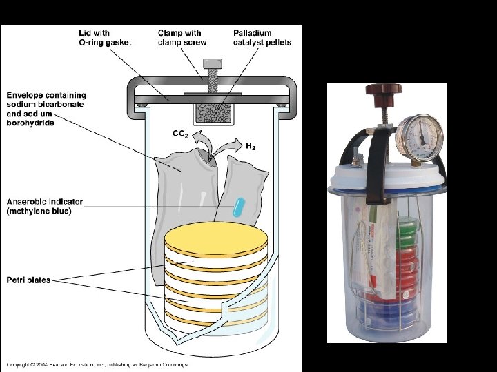 09/03/2008 21 Dr Ekta Chourasia, Microbiology 