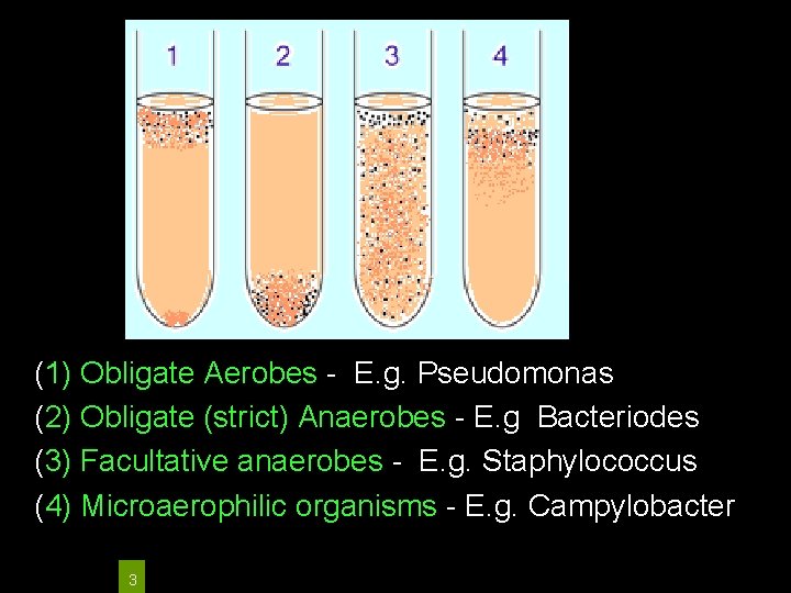 (1) Obligate Aerobes - E. g. Pseudomonas (2) Obligate (strict) Anaerobes - E. g