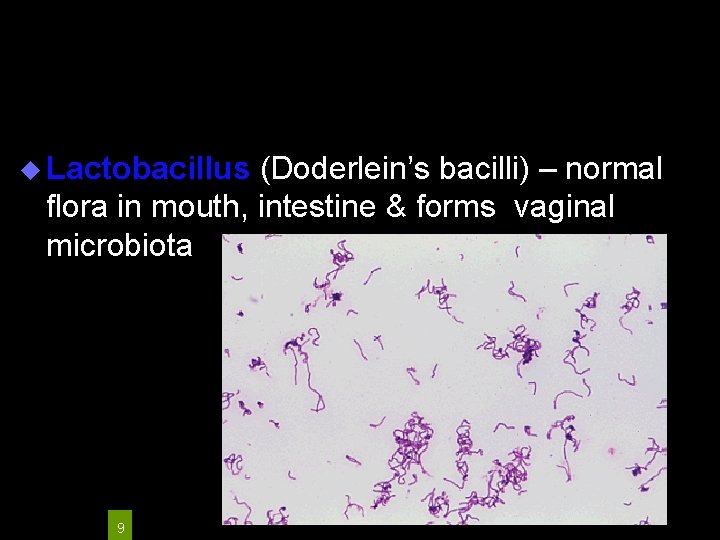 u Lactobacillus (Doderlein’s bacilli) – normal flora in mouth, intestine & forms vaginal microbiota