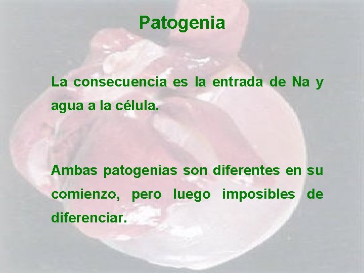 Patogenia La consecuencia es la entrada de Na y agua a la célula. Ambas