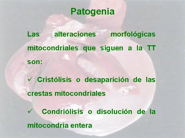 Patogenia Las alteraciones morfológicas mitocondriales que siguen a la TT son: ü Cristólisis o