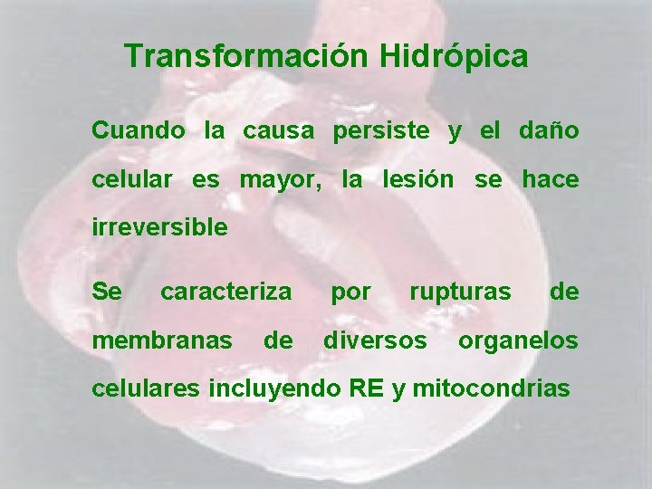 Transformación Hidrópica Cuando la causa persiste y el daño celular es mayor, la lesión