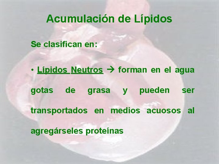 Acumulación de Lípidos Se clasifican en: • Lípidos Neutros forman en el agua gotas