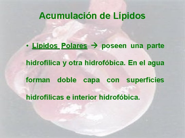 Acumulación de Lípidos • Lípidos Polares poseen una parte hidrofílica y otra hidrofóbica. En