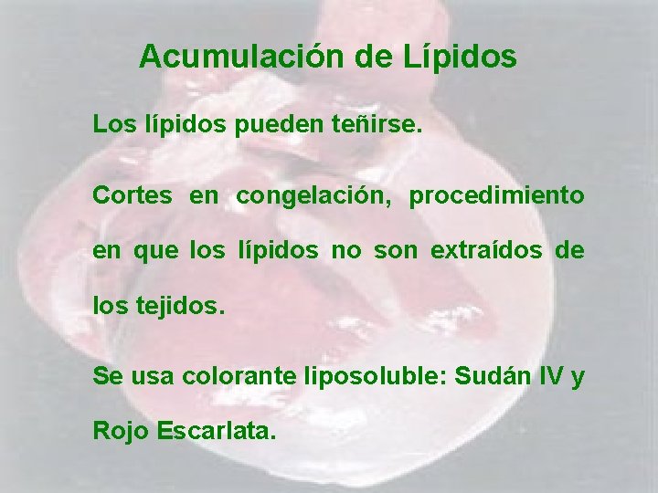 Acumulación de Lípidos Los lípidos pueden teñirse. Cortes en congelación, procedimiento en que los