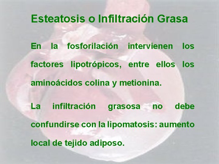 Esteatosis o Infiltración Grasa En la fosforilación intervienen los factores lipotrópicos, entre ellos aminoácidos