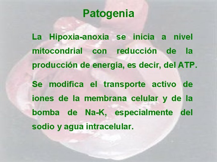 Patogenia La Hipoxia-anoxia se inicia a nivel mitocondrial con reducción de la producción de