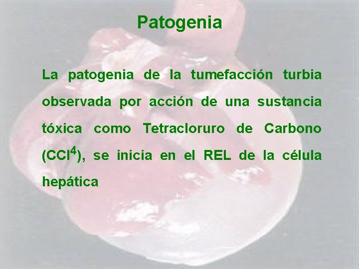 Patogenia La patogenia de la tumefacción turbia observada por acción de una sustancia tóxica