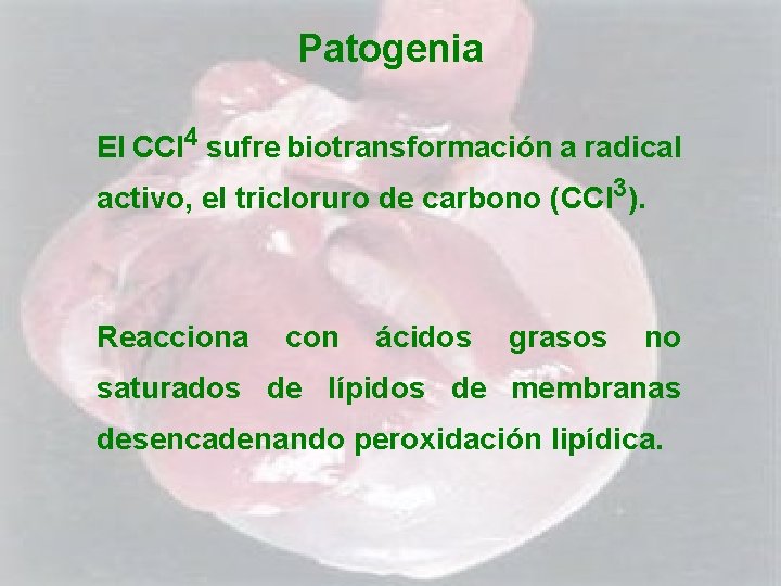 Patogenia El CCl 4 sufre biotransformación a radical activo, el tricloruro de carbono (CCl