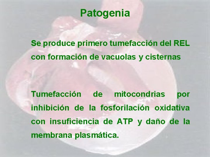Patogenia Se produce primero tumefacción del REL con formación de vacuolas y cisternas Tumefacción