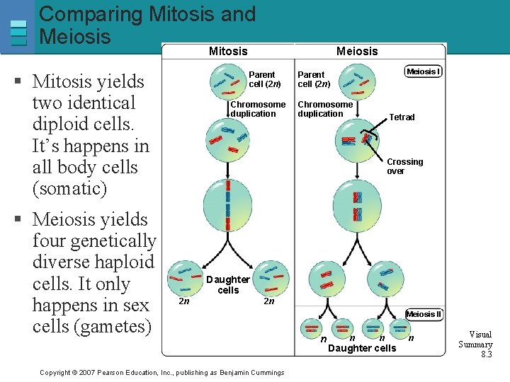 Comparing Mitosis and Meiosis Mitosis § Mitosis yields two identical diploid cells. It’s happens
