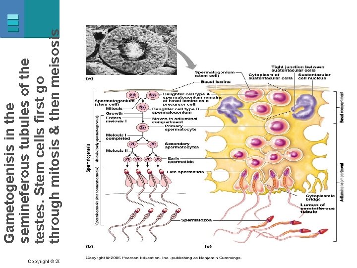 Copyright © 2007 Pearson Education, Inc. , publishing as Benjamin Cummings Gametogenisis in the