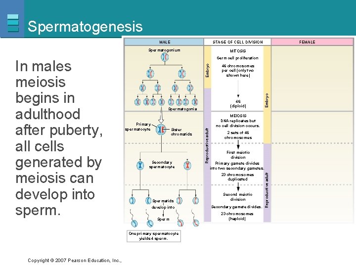 Spermatogenesis STAGE OF CELL DIVISION Spermatogonium MITOSIS FEMALE 46 (diploid) Spermatogonia Sister chromatids Secondary