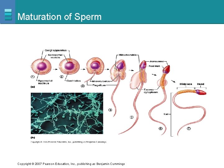 Maturation of Sperm Copyright © 2007 Pearson Education, Inc. , publishing as Benjamin Cummings