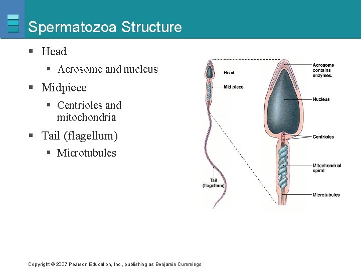 Spermatozoa Structure § Head § Acrosome and nucleus § Midpiece § Centrioles and mitochondria