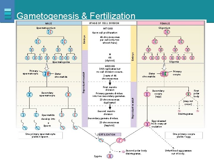 Gametogenesis & Fertilization STAGE OF CELL DIVISION MALE Spermatogonium FEMALE Oögonium MITOSIS Secondary spermatocyte