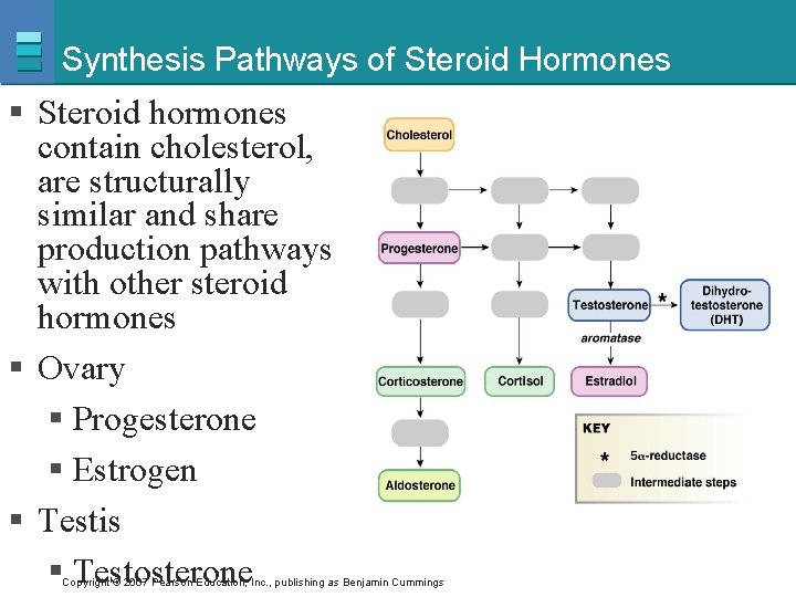 Synthesis Pathways of Steroid Hormones § Steroid hormones contain cholesterol, are structurally similar and