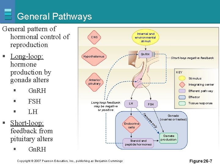 General Pathways General pattern of hormonal control of reproduction § Long-loop: hormone production by