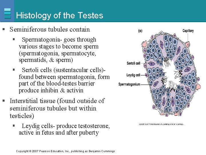 Histology of the Testes § Seminiferous tubules contain § Spermatogonia- goes through various stages