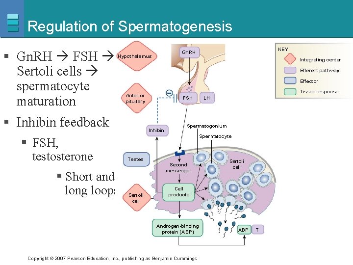 Regulation of Spermatogenesis § Gn. RH FSH Sertoli cells spermatocyte maturation Hypothalamus § Short