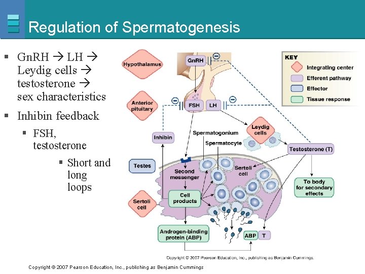Regulation of Spermatogenesis § Gn. RH Leydig cells testosterone sex characteristics § Inhibin feedback