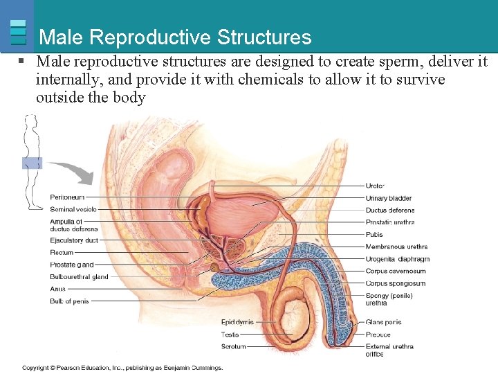 Male Reproductive Structures § Male reproductive structures are designed to create sperm, deliver it