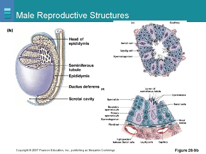 Male Reproductive Structures Copyright © 2007 Pearson Education, Inc. , publishing as Benjamin Cummings