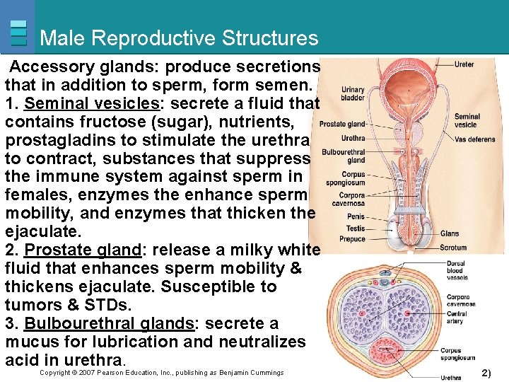 Male Reproductive Structures Accessory glands: produce secretions that in addition to sperm, form semen.