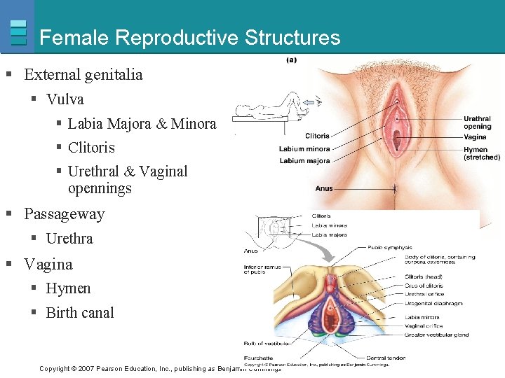Female Reproductive Structures § External genitalia § Vulva § Labia Majora & Minora §