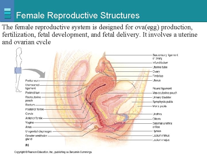 Female Reproductive Structures The female reproductive system is designed for ova(egg) production, fertilization, fetal