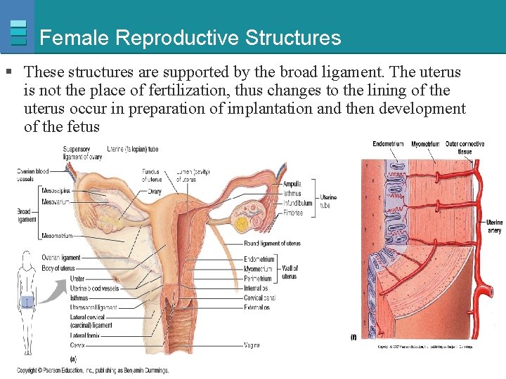 Female Reproductive Structures § These structures are supported by the broad ligament. The uterus