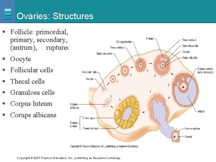 Ovaries: Structures § Follicle: primordial, primary, secondary, matured (antrum), ruptured § Oocyte § Follicular