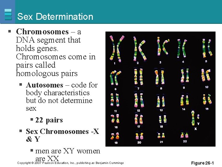 Sex Determination § Chromosomes – a DNA segment that holds genes. Chromosomes come in