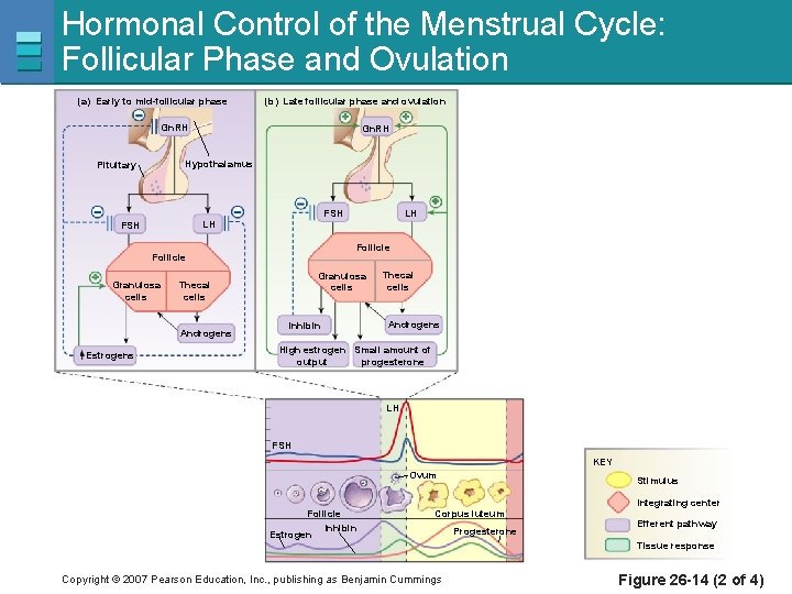 Hormonal Control of the Menstrual Cycle: Follicular Phase and Ovulation (a) Early to mid-follicular