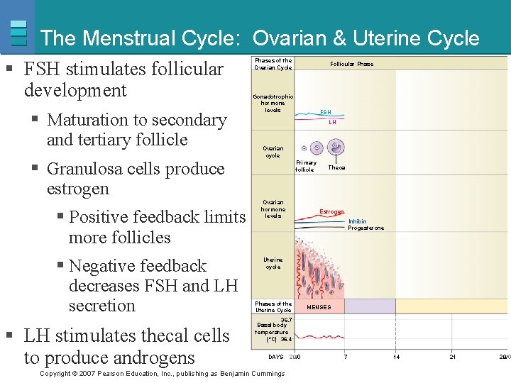 The Menstrual Cycle: Ovarian & Uterine Cycle § FSH stimulates follicular development § Maturation