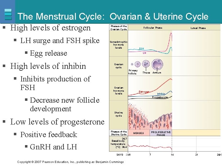 The Menstrual Cycle: Ovarian & Uterine Cycle § High levels of estrogen § LH